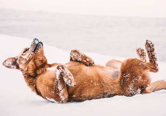 5 Tips for Pet Care in Cold Weather Blog